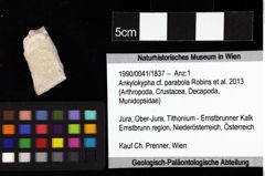 Foto (Objket + Etiketten) von Goniodromites bidentatus (Reuss, 1858) 